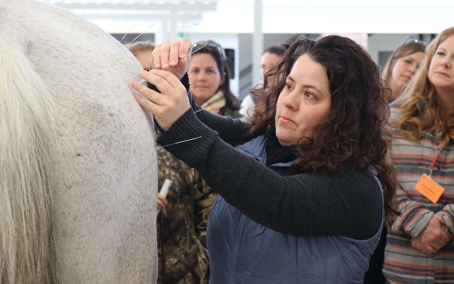 horse accupuncture
