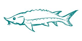 sturgeon fish drawing